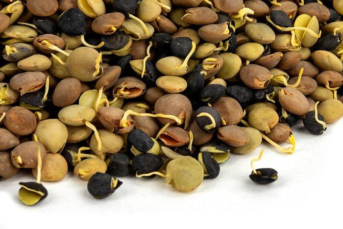 Nuts Organic Sprouted Lentil Blend