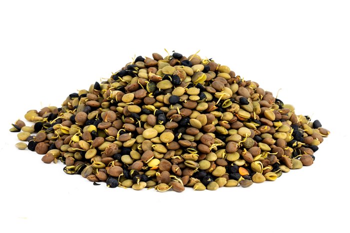 nuts Organic Sprouted Lentil Blend
