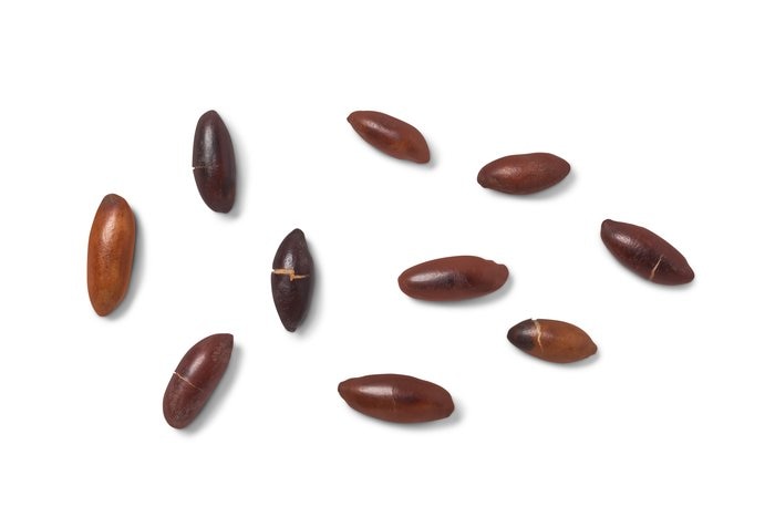 Nuts Roasted Baru Nuts (Salted)