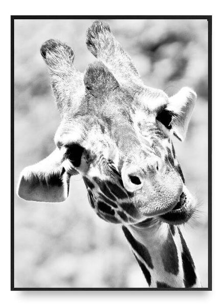 ok design Giraffe Poster