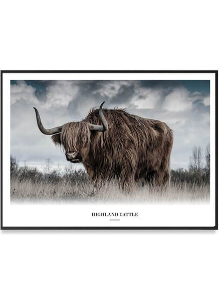 ok design Highland Cattle Poster