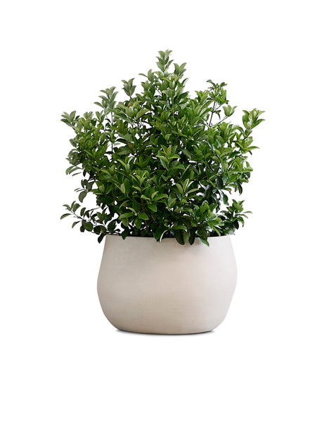 ok design PEBBLE Small