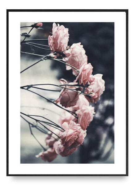 ok design Rose No. 2 Poster