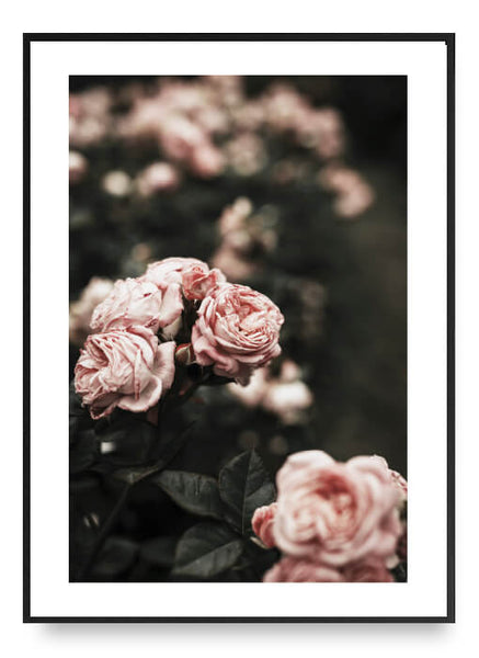 ok design Rose No. 3 Poster