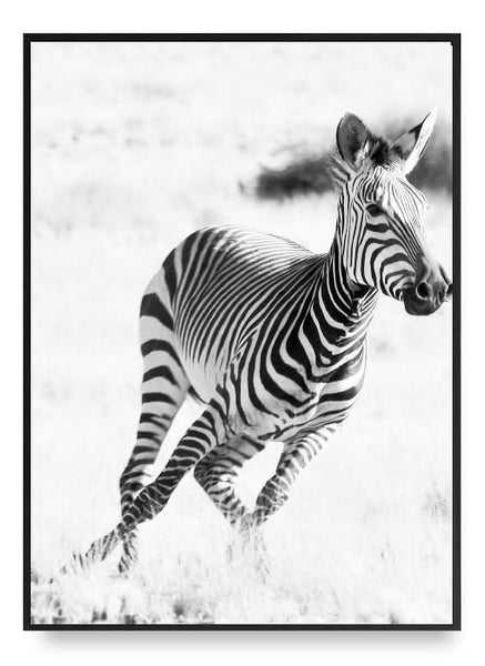 ok design Zebra Poster