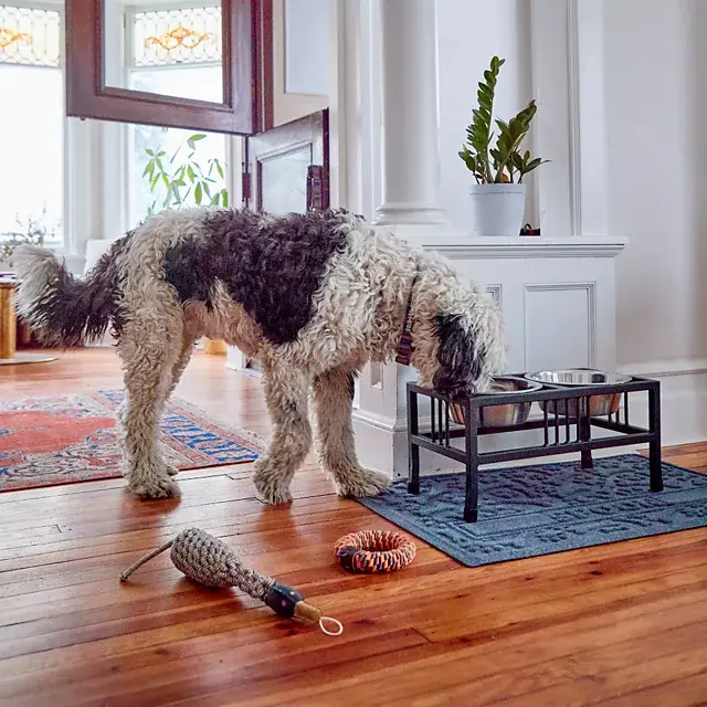 Orvis Black Steel Raised Double Feeder