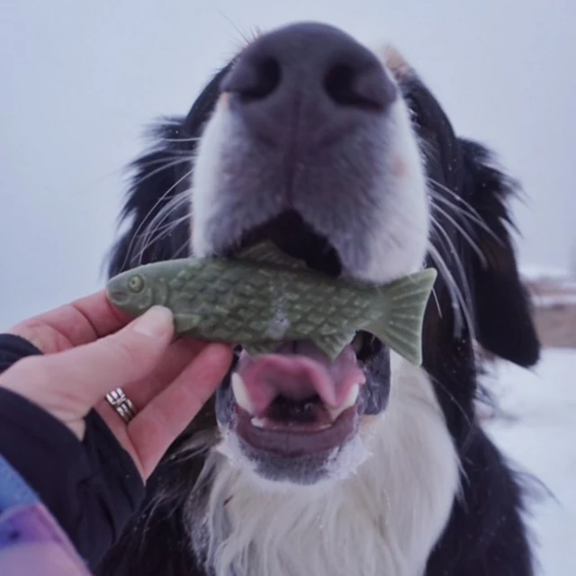 Orvis Breedwise Trophy™ Dog Dental Chews