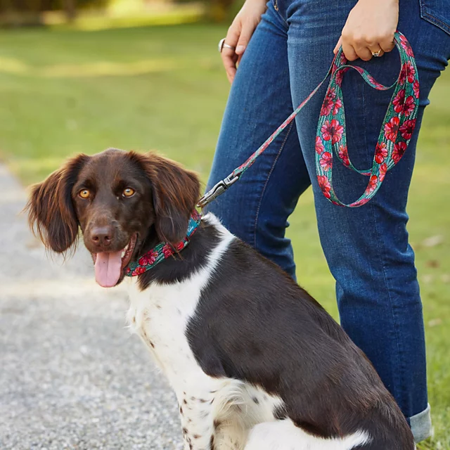 Orvis Orvis X Fishe® Wear Collar BEAUTY&BONEFISH