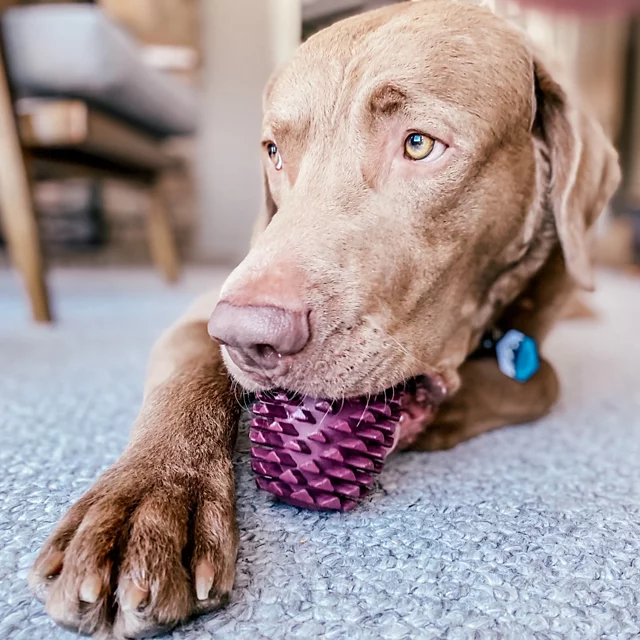 Orvis Pinecone Reward Dog Toy