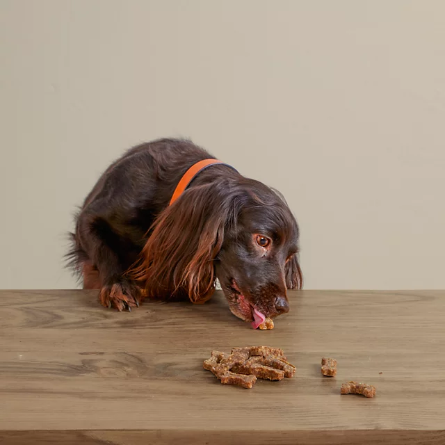 Orvis Polkadog Green Monstah Bones