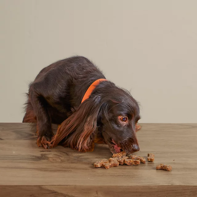 Orvis Polkadog Green Monstah Bones