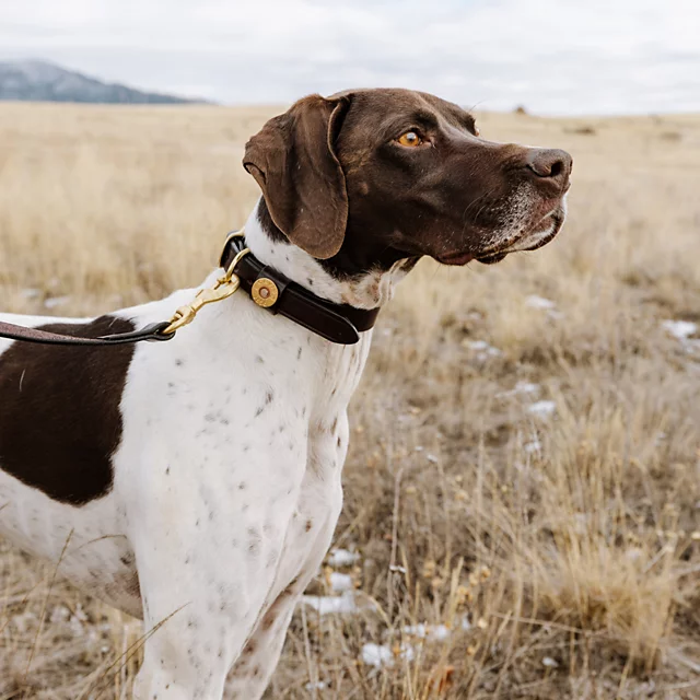 Orvis Shotshell Dog Collar BROWN