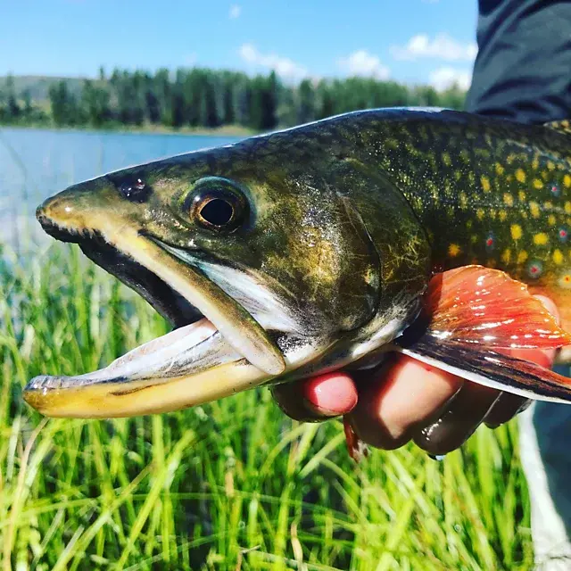 Orvis Trout School At Falcon’s Ledge Utah
