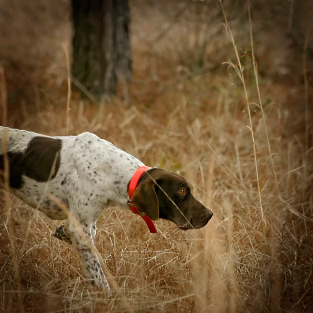 orvis Orvis Two-Day Quail School At Pursell Farms AL