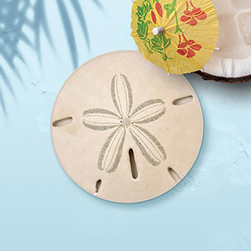 P. Graham Dunn Coastal Collection Round Coaster - Sand Dollar