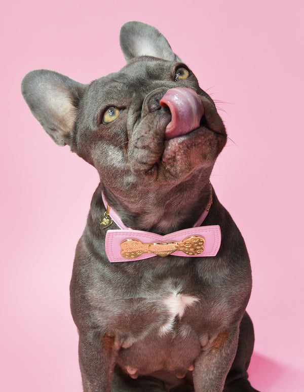 p.louise P.Louise Dog Collar