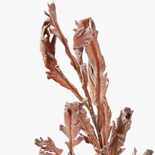 Pacific Lifestyle Mulberry Brown Autumn Leaf Pack Of 6