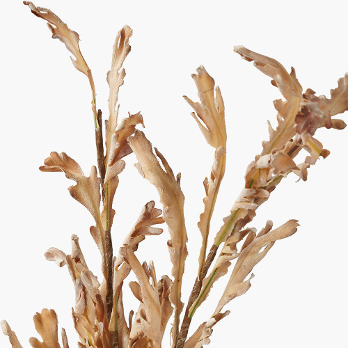 Pacific Lifestyle Natural Apricot Autumn Leaf Pack Of 6