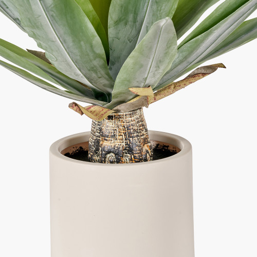 Pacific Lifestyle Agave Plant In Pot
