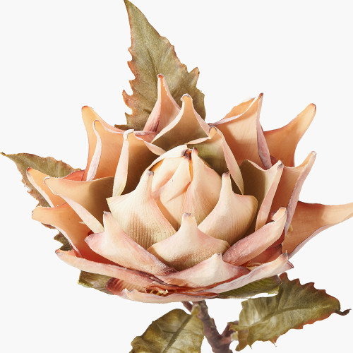 Pacific Lifestyle Apricot Lotus Pack Of 6