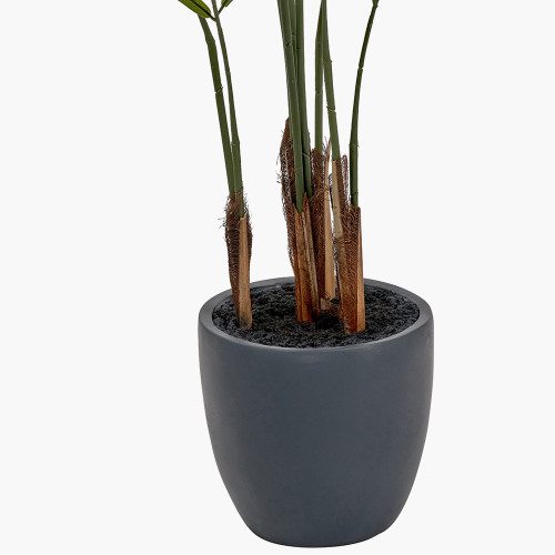 Pacific Lifestyle Areca Palm Plant In Pot