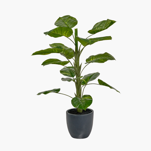 Pacific Lifestyle Elephant Ear Plant In Pot