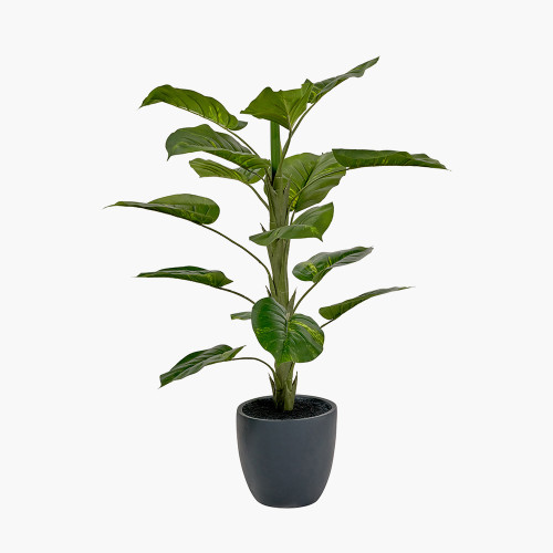 Pacific Lifestyle Elephant Ear Plant In Pot