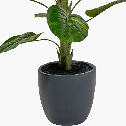 Pacific Lifestyle Elephant Ear Plant In Pot