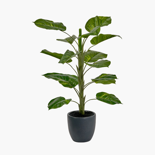 pacific lifestyle Elephant Ear Plant in Pot