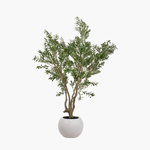 Pacific Lifestyle Extra Large Olive Tree In Pot