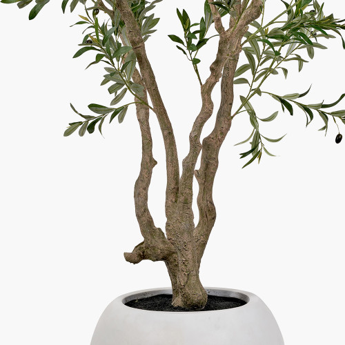 Pacific Lifestyle Extra Large Olive Tree In Pot
