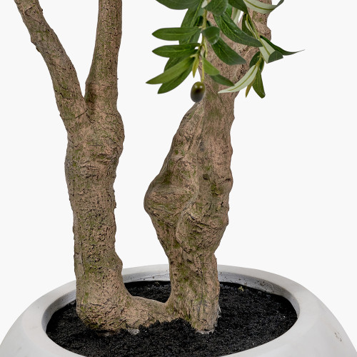 Pacific Lifestyle Extra Large Olive Tree In Pot
