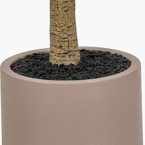 Pacific Lifestyle Large Olive Tree In Pot