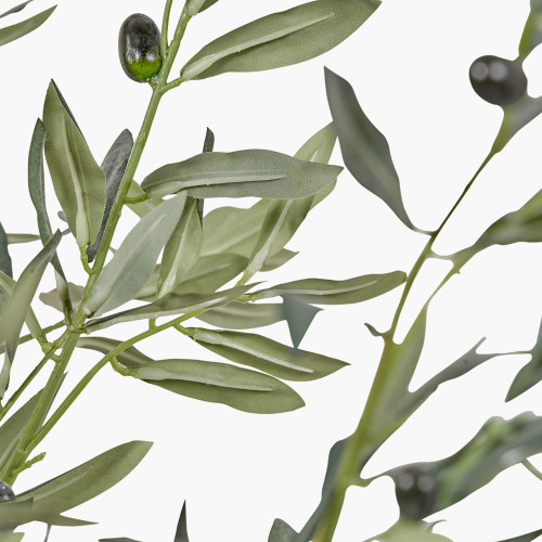 Pacific Lifestyle Large Olive Tree In Pot