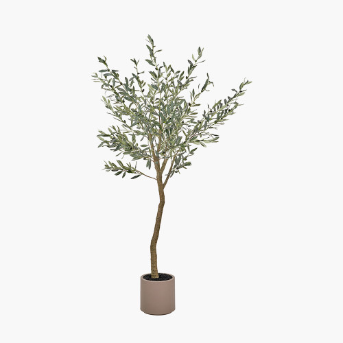 pacific lifestyle Large Olive Tree in Pot