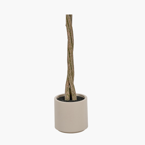 Pacific Lifestyle Medium Bay Tree In Pot
