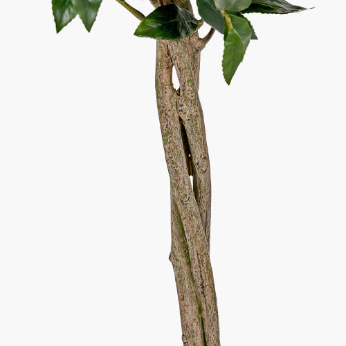 Pacific Lifestyle Medium Bay Tree In Pot