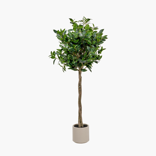 pacific lifestyle Medium Bay Tree in Pot