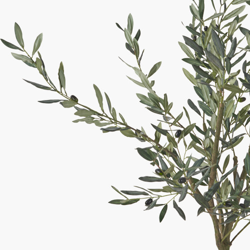 Pacific Lifestyle Medium Olive Tree In Pot