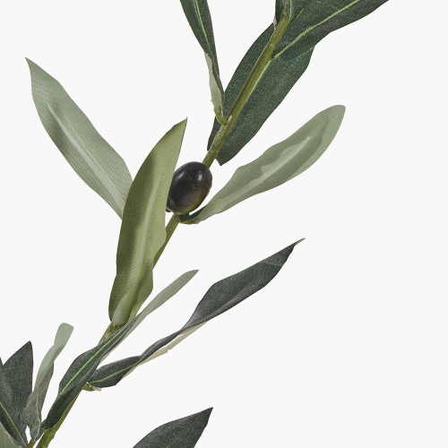 Pacific Lifestyle Medium Olive Tree In Pot