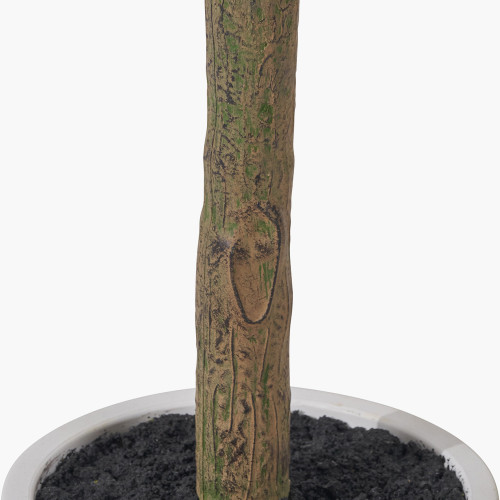Pacific Lifestyle Medium Olive Tree In Pot