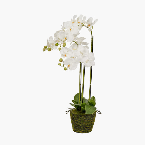 Pacific Lifestyle Medium White Orchid In Moss Pot