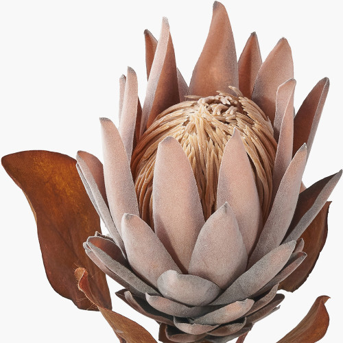 Pacific Lifestyle Mulberry Brown Protea Pack Of 6