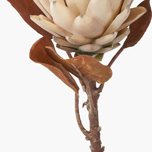 Pacific Lifestyle Natural Apricot Protea Pack Of 6