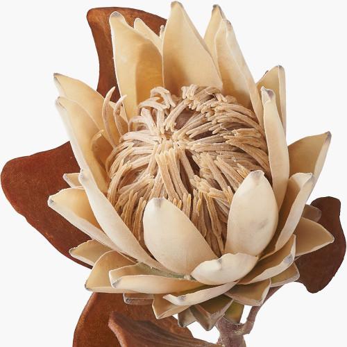 Pacific Lifestyle Natural Apricot Protea Pack Of 6