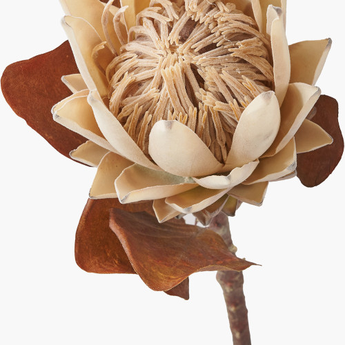 Pacific Lifestyle Natural Apricot Protea Pack Of 6