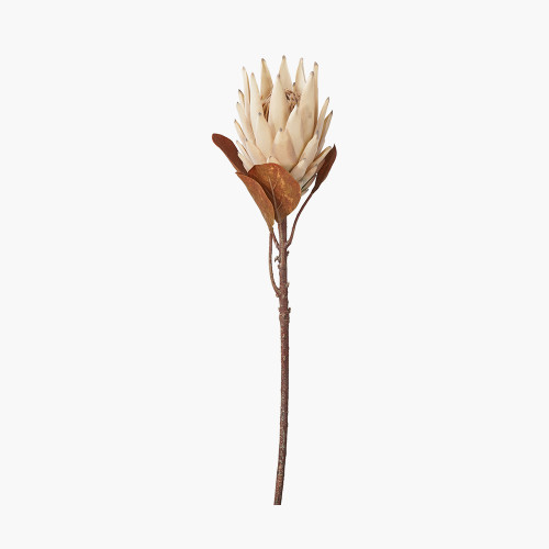 pacific lifestyle Natural Apricot Protea Pack of 6