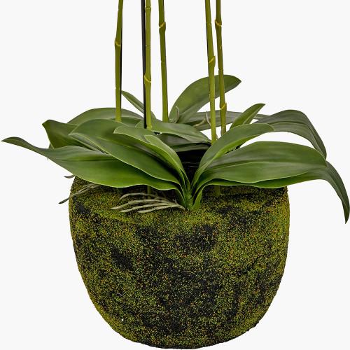 Pacific Lifestyle Tall White Orchid In Moss Pot