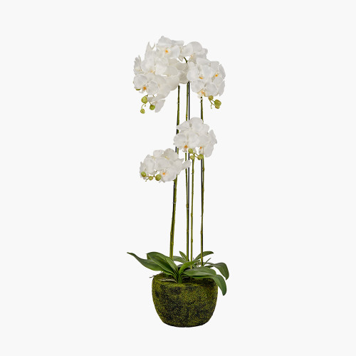 pacific lifestyle Tall White Orchid in Moss Pot