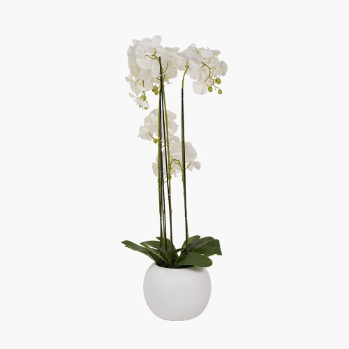 Pacific Lifestyle Tall White Orchid In Pot